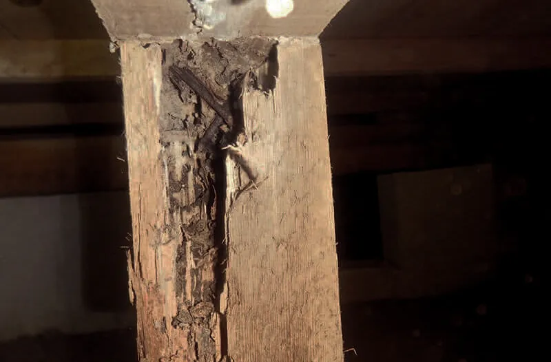 シロアリによる腐食 害虫被害